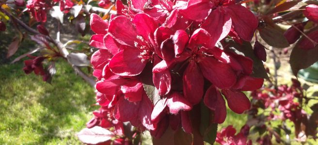 Rich red Crab Apple Blossom