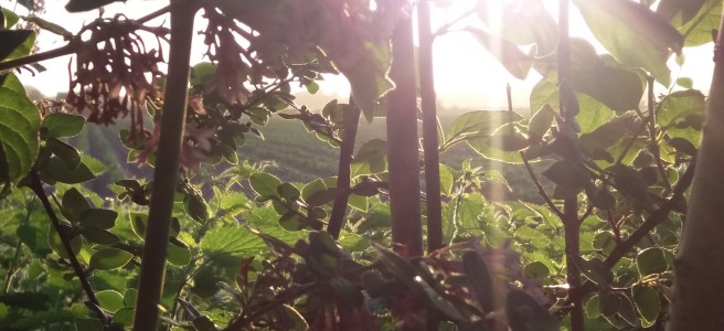 Looking through a hedge to the light