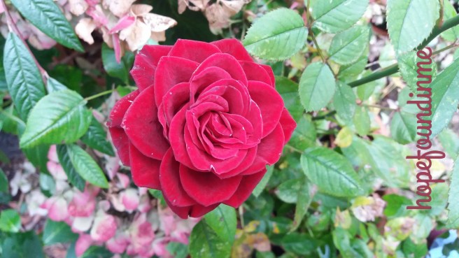 picture_20161022_231319290