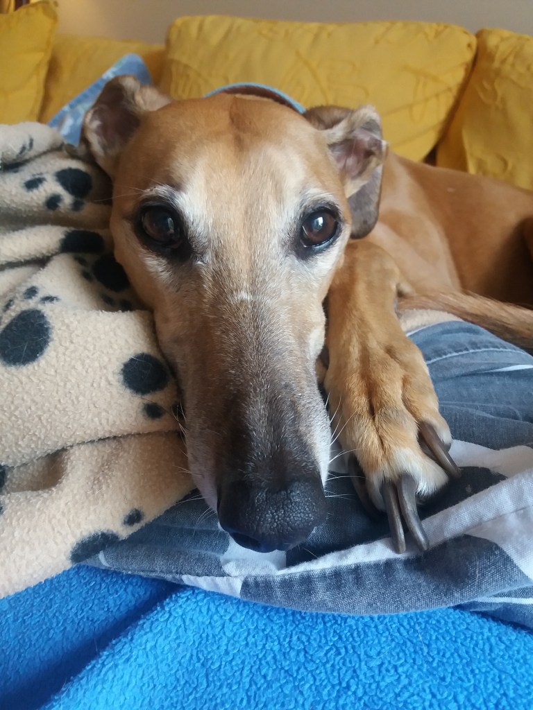 A fawn Saluki lurcher
