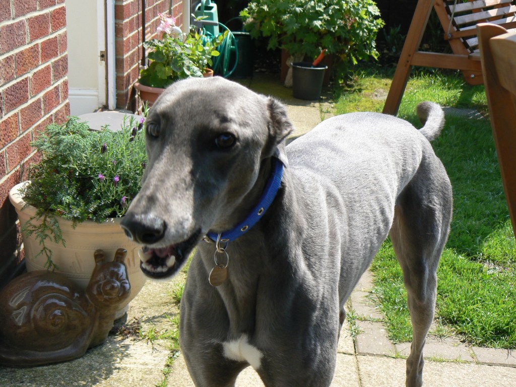 A blue greyhound