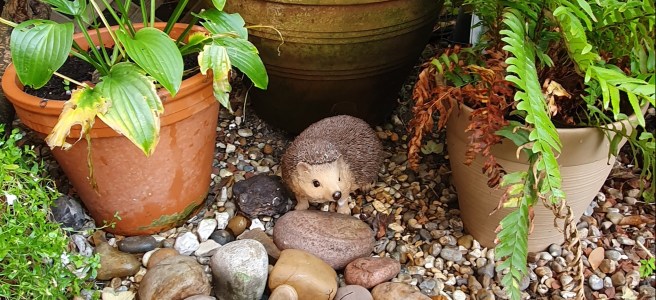 Hedgehog amongst garden pots