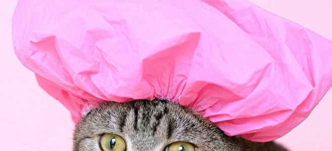 Cat in a pink shower hat