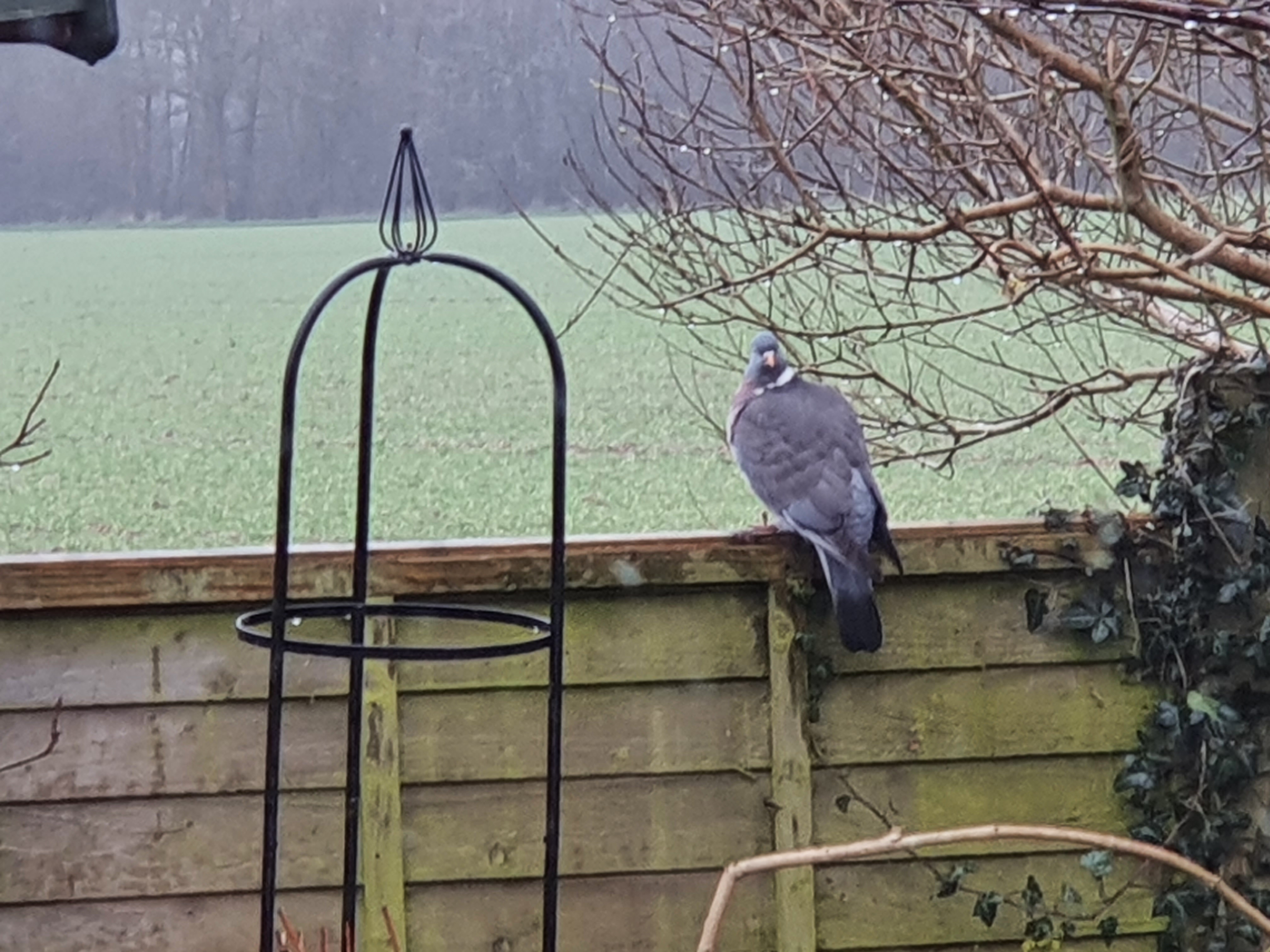 A Wood Pigeon perched on a fence in sleet