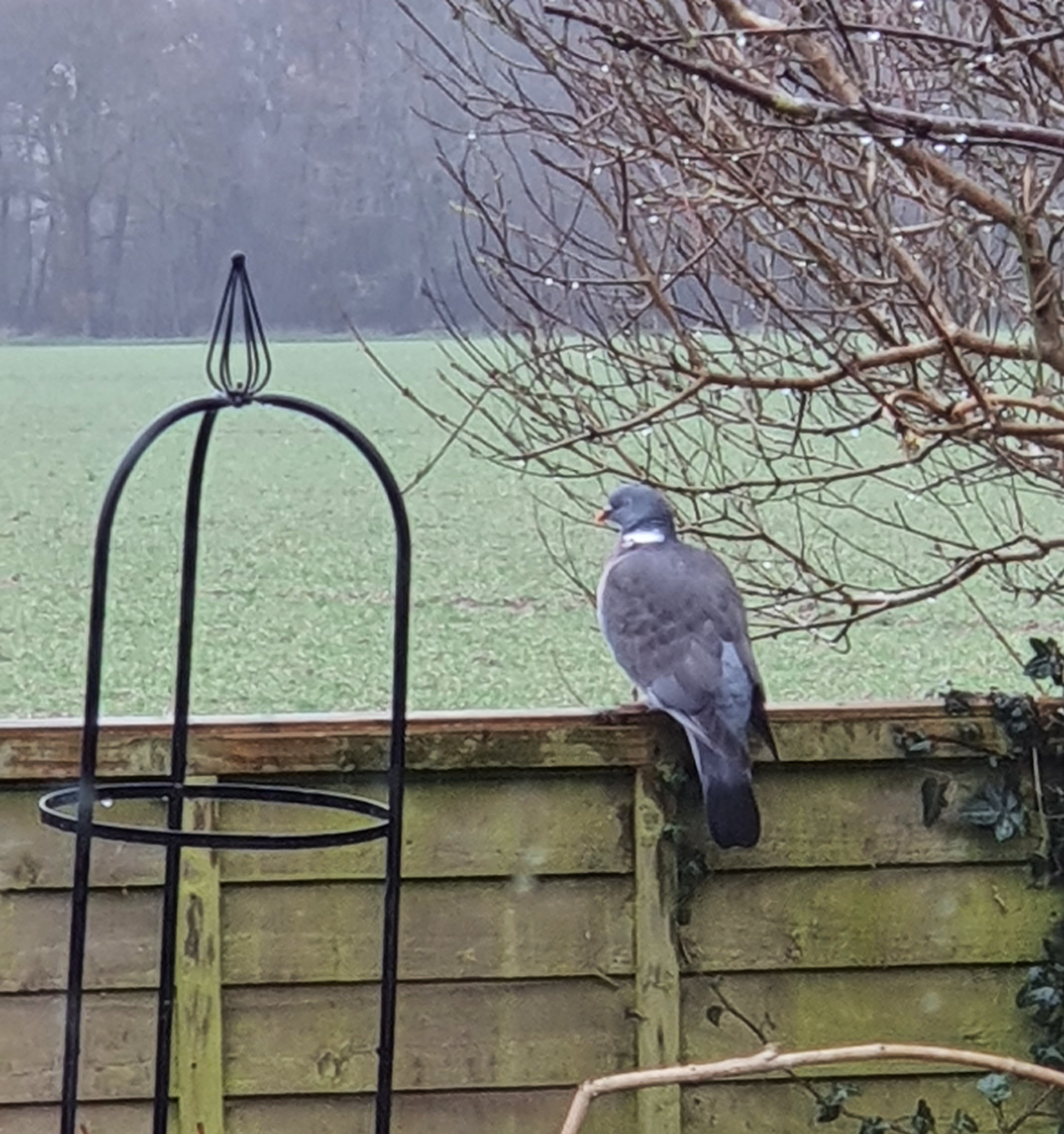 A Wood Pigeon perched on a fence in sleet