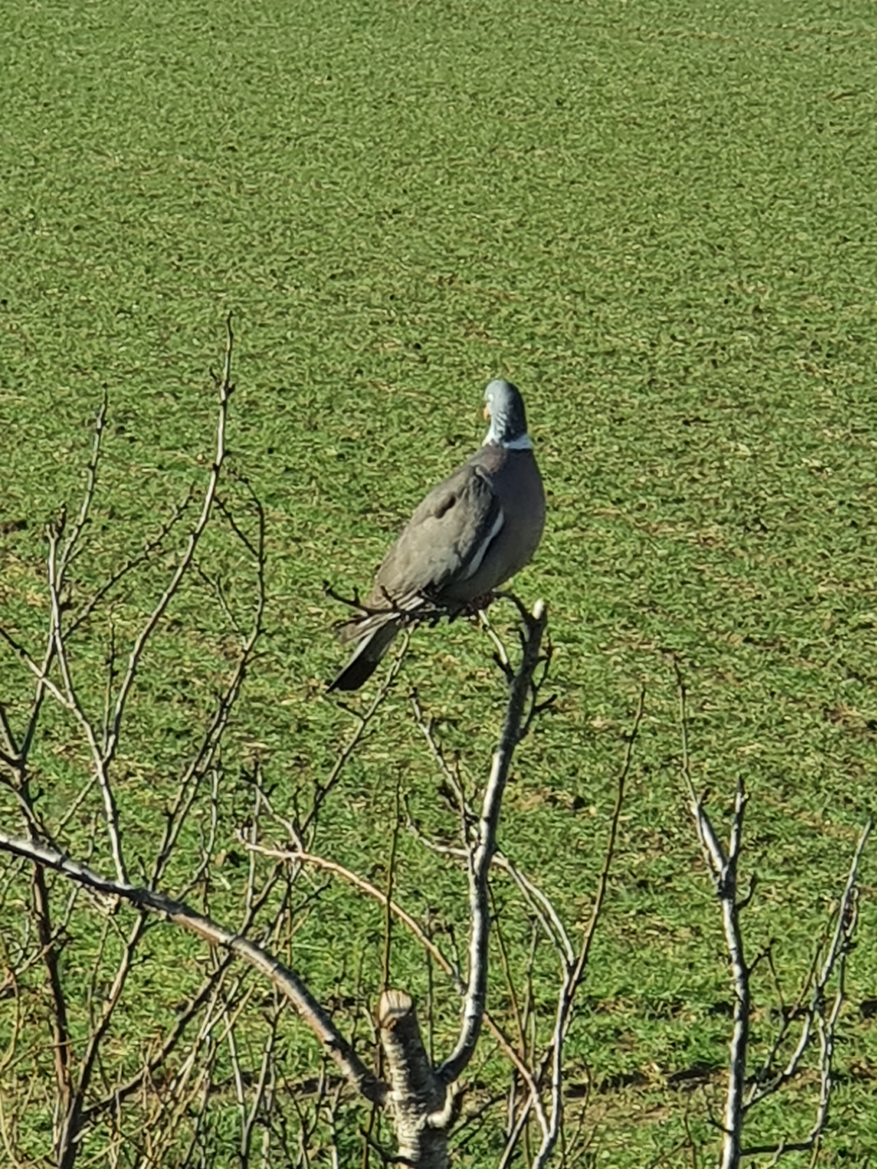 A Wood Pigeon perched on a tree on a sunny day