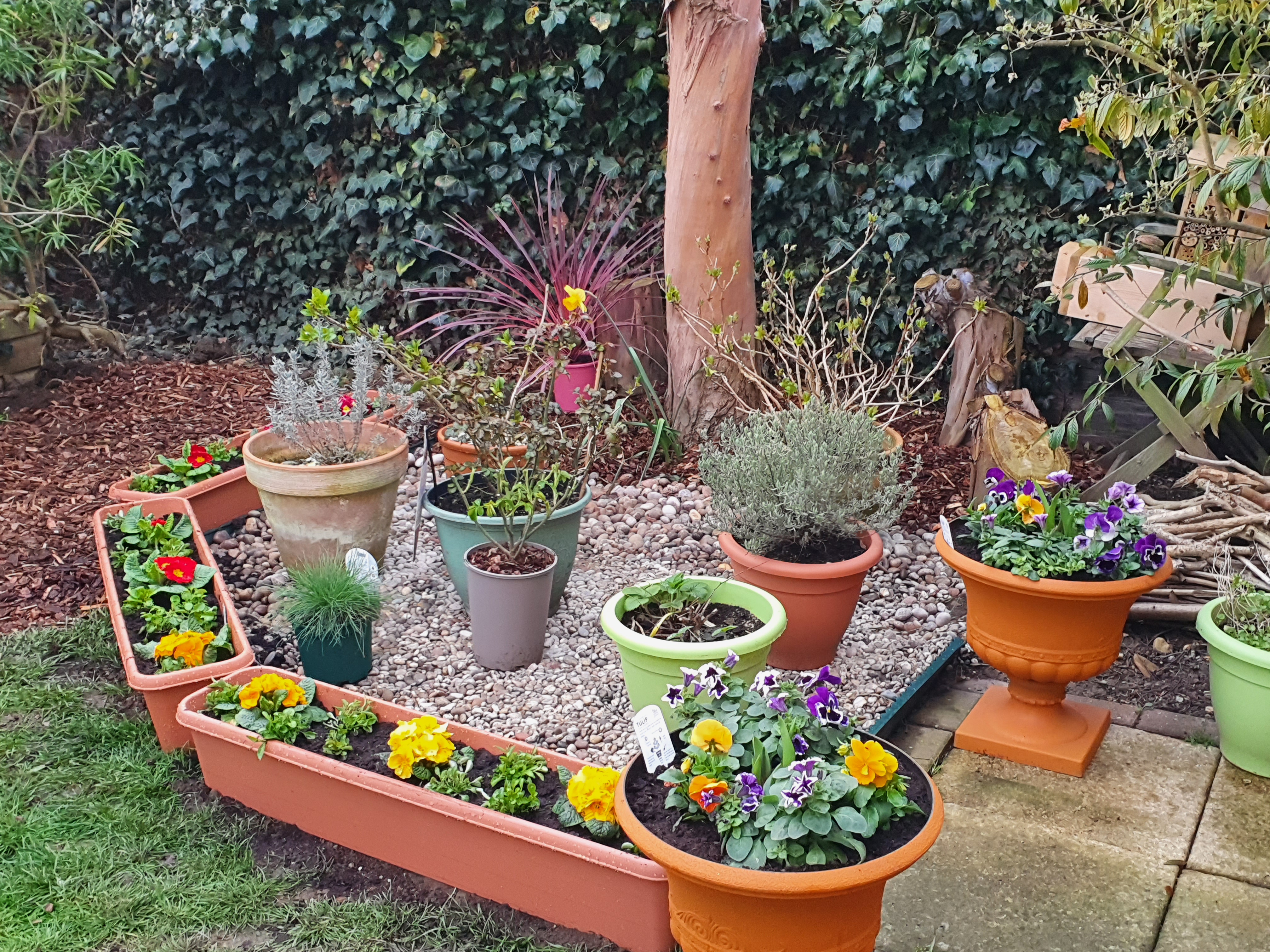 Shrubs varieties in pots on pebbles