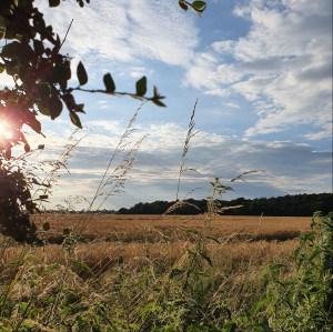 A field view