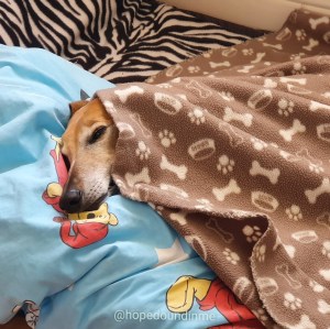 Fawn Sighthound Under a Blanket
