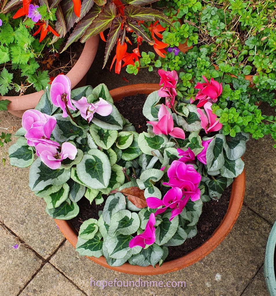 Cyclamen flowers