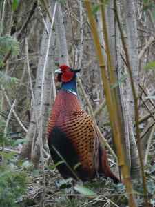 A Pheasant