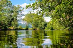 Trees By A Lake