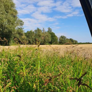 View Of Wheat Fields And Trees In Essex