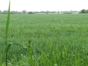 A Green Sea Of Barley