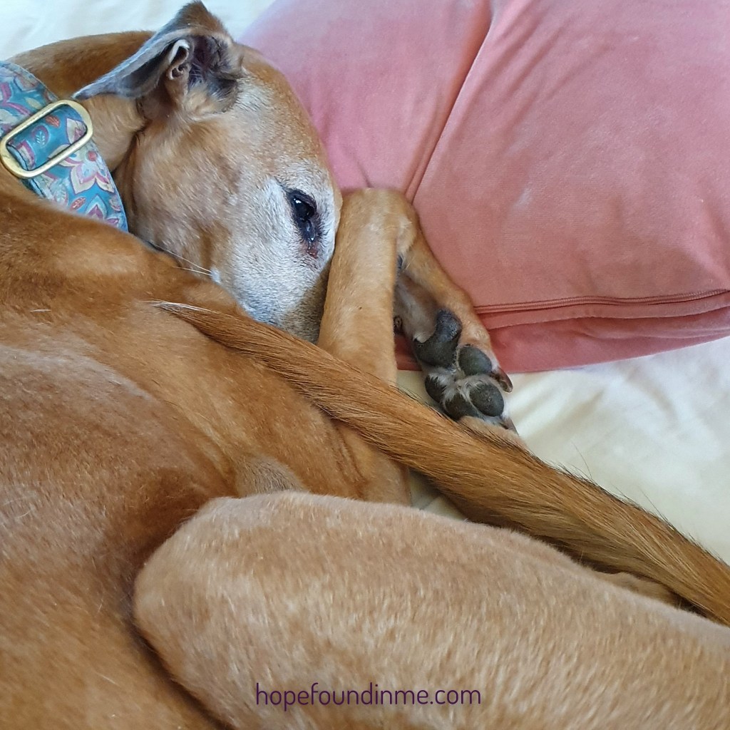Fawn Sighthound Curled Up Asleep