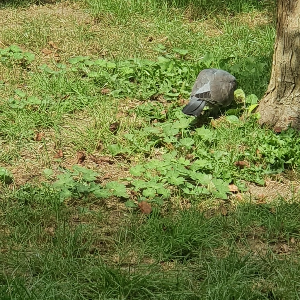 A Common Wood Pigeon. Columba palambus