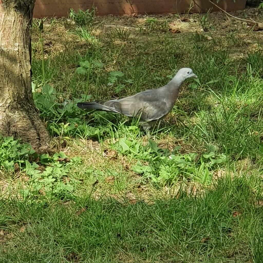 A Common Wood Pigeon. Columba palambus