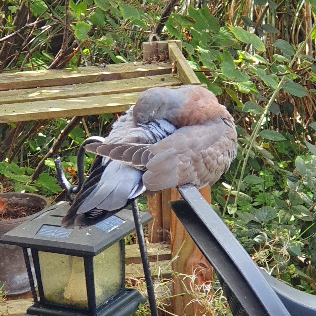 A Common Wood Pigeon. Columba palambus. Preening