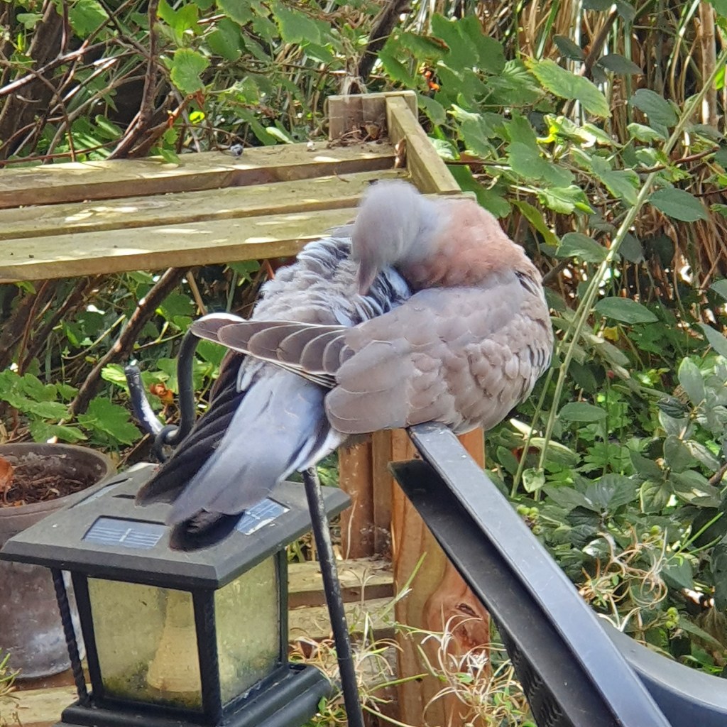 A Common Wood Pigeon. Columba palambus. Preening