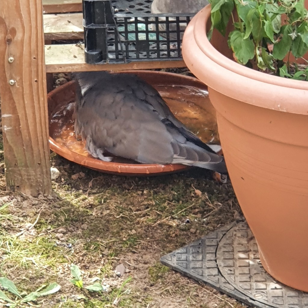 A Common Wood Pigeon. Columba palambus. Bathing