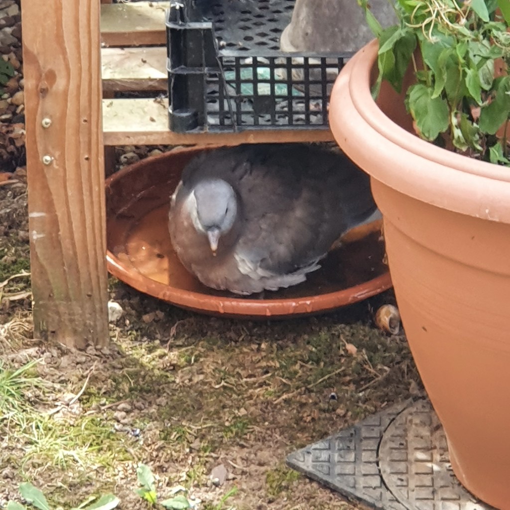 A Common Wood Pigeon. Columba palambus. Bathing