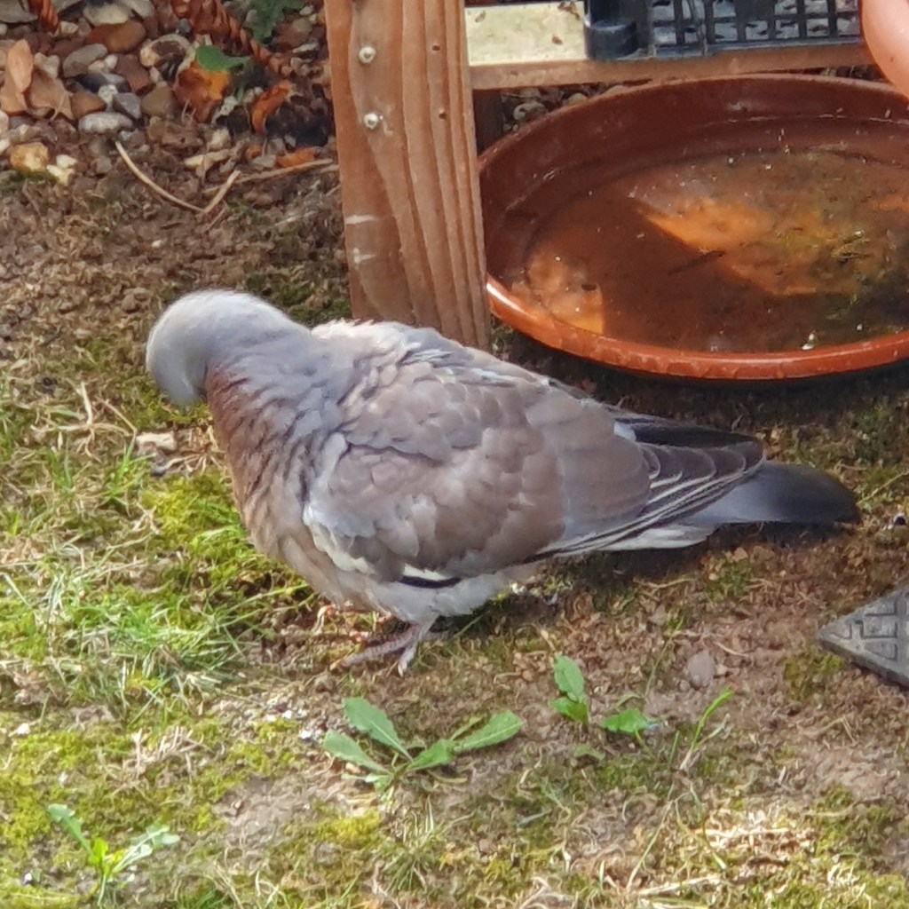A Common Wood Pigeon. Columba palambus. Bathing