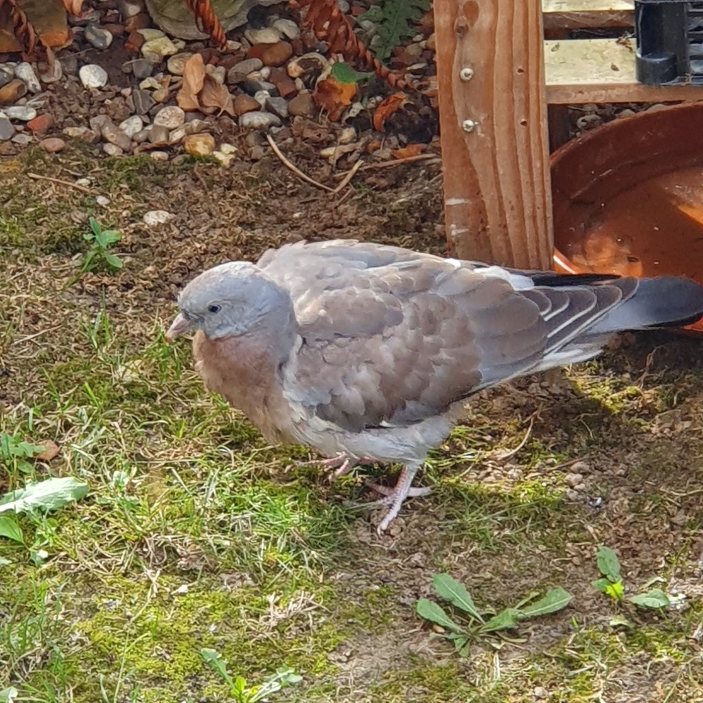 A Common Wood Pigeon. Columba palambus. Bathing