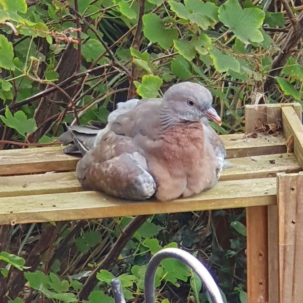 A Common Wood Pigeon. Columba palambus. Drying Off In The Sun