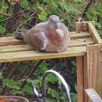 A Common Wood Pigeon. Columba palambus. Drying Off In The Sun.