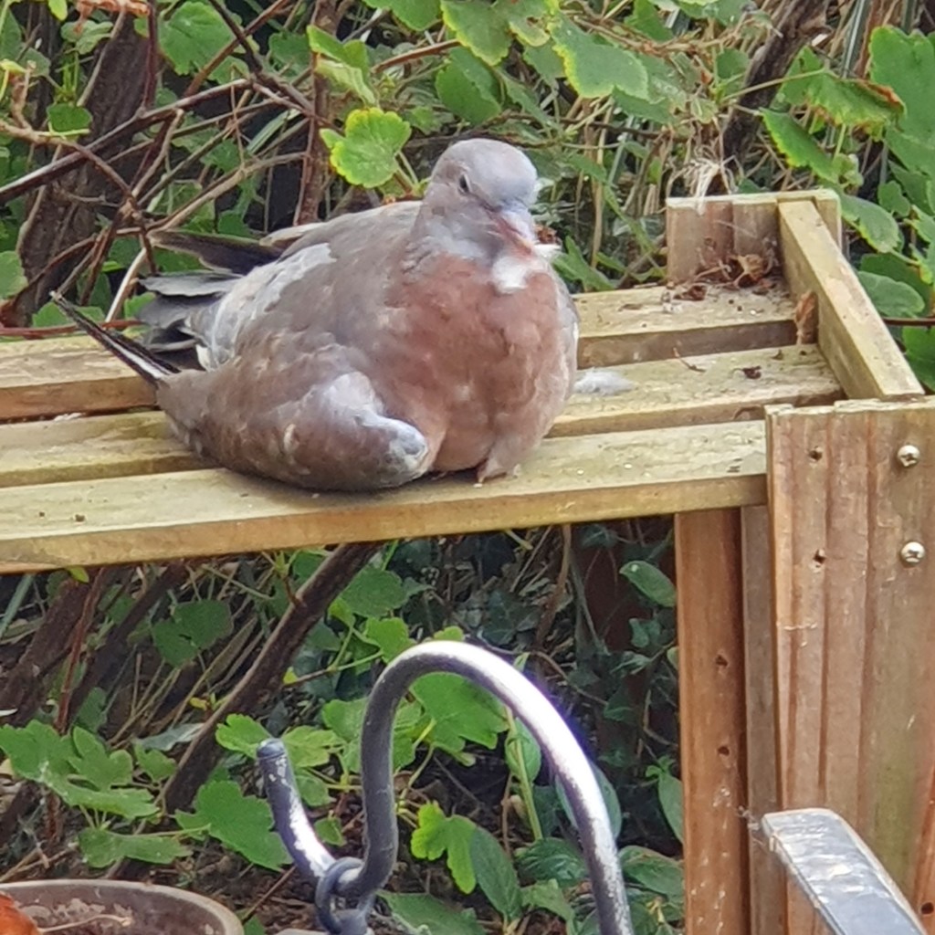 A Common Wood Pigeon. Columba palambus. Drying Off In The Sun.