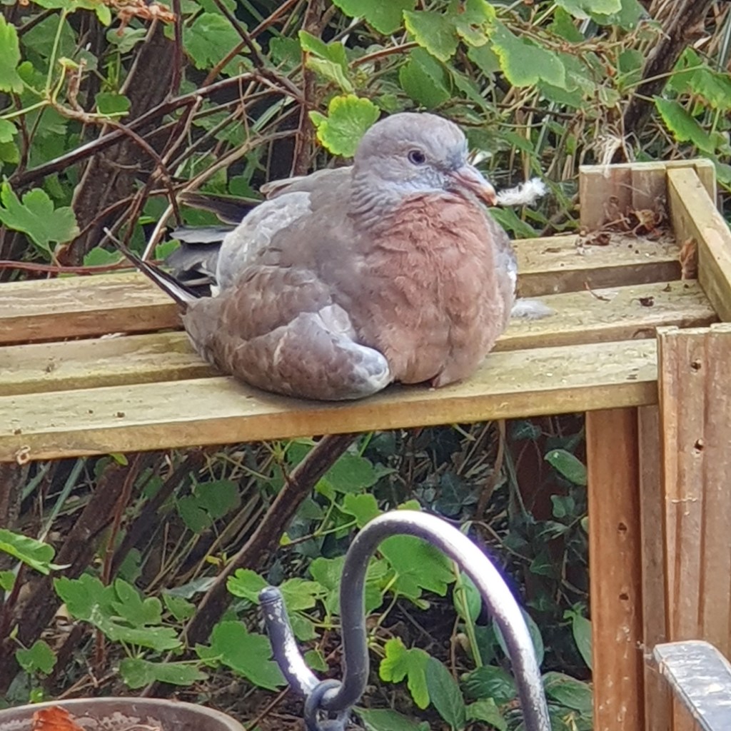 A Common Wood Pigeon. Columba palambus. Drying Off In The Sun.