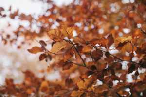 Russet Autumn Leaves