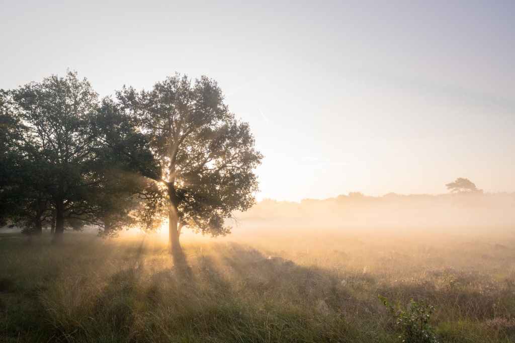 Trees In The Mist With Sun Shining Through