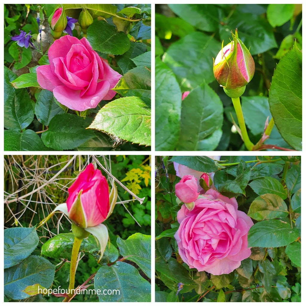 Four Images Of Pink Roses