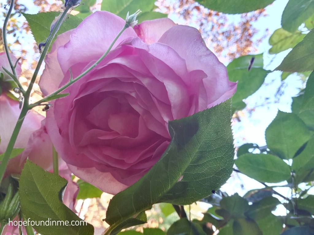 Dusk Pink Rose In Full Bloom