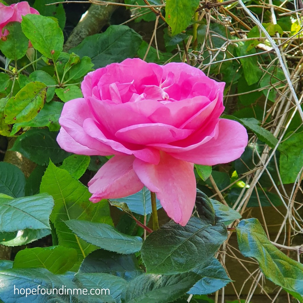 Pink Rose In Full Bloom Looking Like A Waterlily 
