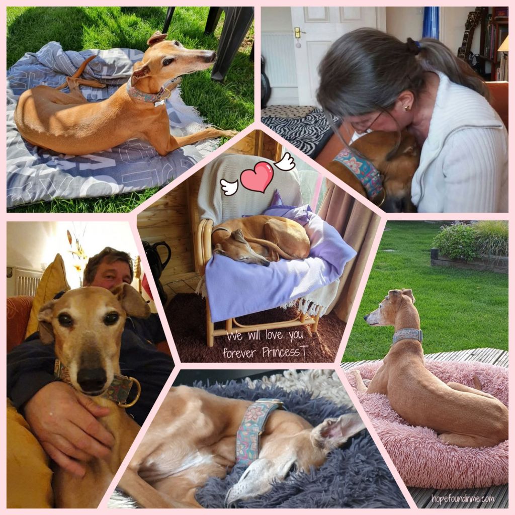 Our gorgeous fawn sighthound