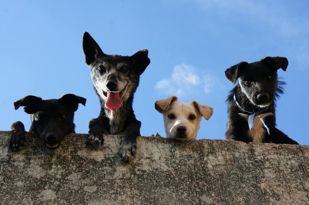 Four doggos looking cheeky