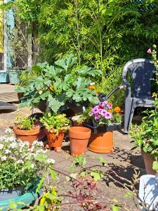Terracota garden pots and greenery 