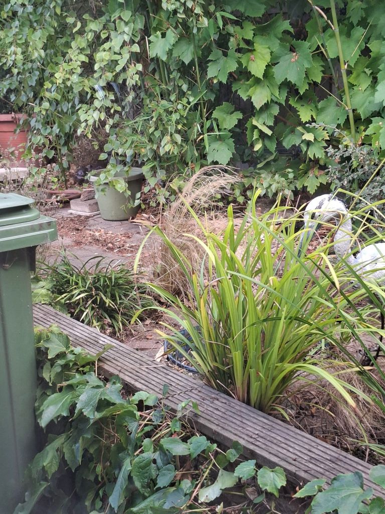 Grasses